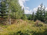 Pohled ze sedla Orlíku a Medvědího vrchu na (t.č.) zřetelný přístupový lesní průsek.